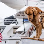 doggies-on-a-boat